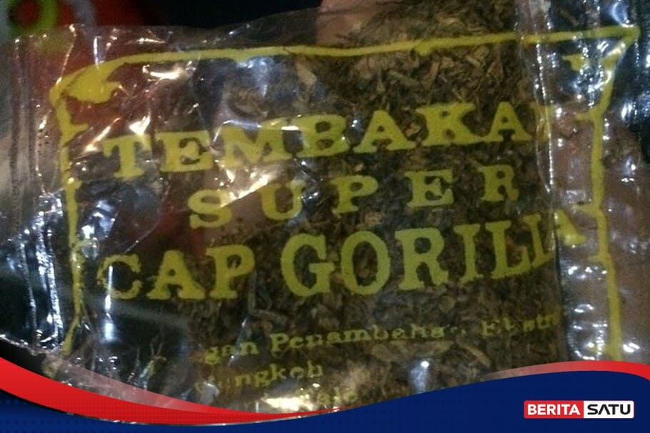 ganja sintetis tembakau gorila